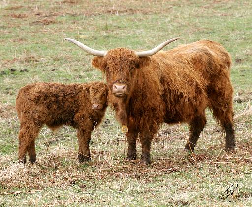 Highland Cow and calf 9Y316D-045.JPG